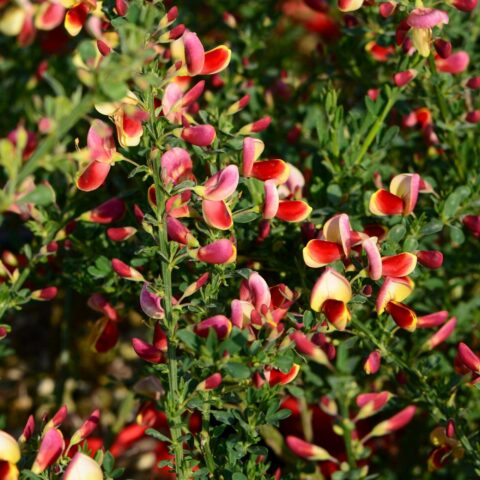 Cytisus scoparius "Goldfinch"