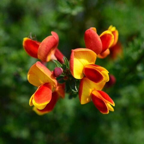 Cytisus "Lena"