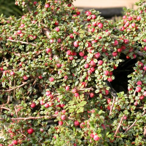 Cotoneaster dammeri "Streib's Findling"