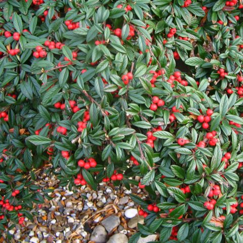 Cotoneaster salicifolius "Repens"