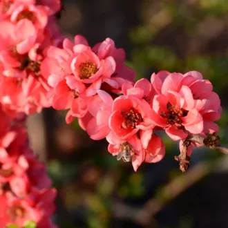 Chaenomeles x superba "Pink Lady"