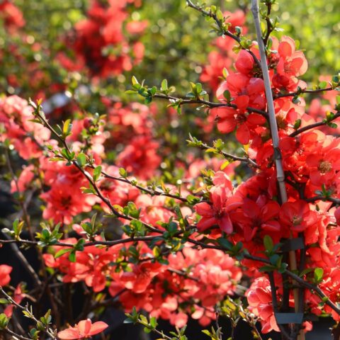 Chaenomeles x superba "Texas Scarlet"