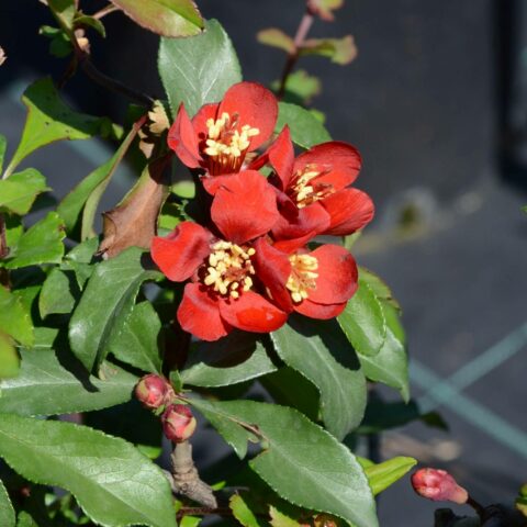 Chaenomeles x superba "Crimson and Gold"