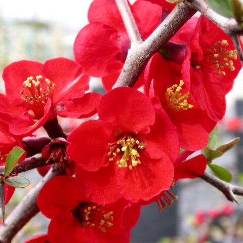 Chaenomeles x superba "Nicoline"