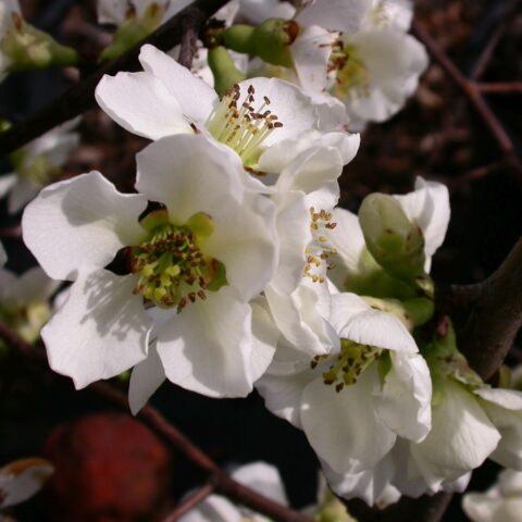 Chaenomeles x superba "Nivalis"