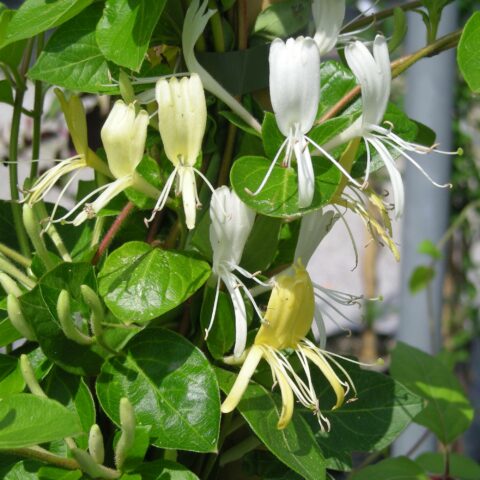 Lonicera japonica "Halliana"
