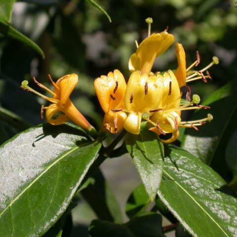 Lonicera henryi "Copper Beauty"