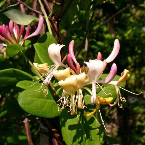 Lonicera x heckrottii