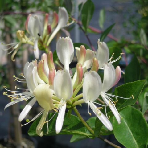Lonicera caprifolium