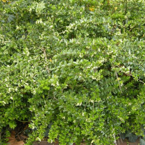 Lonicera nitida