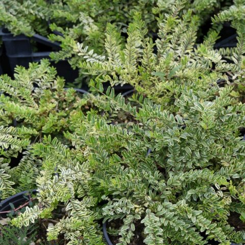 Lonicera nitida "Lemon Beauty"