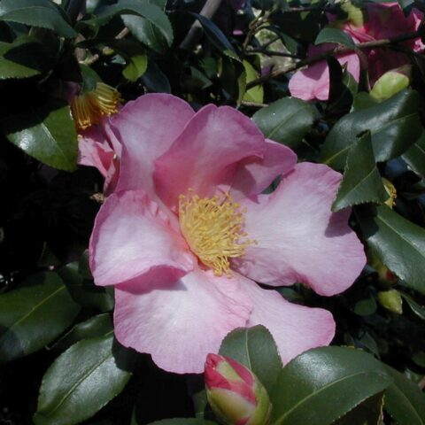 Camellia sasanqua "Cleopatra"