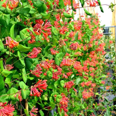 Lonicera x brownii "Dropmore Scarlet"