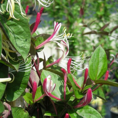 Lonicera japonica var. chinensis