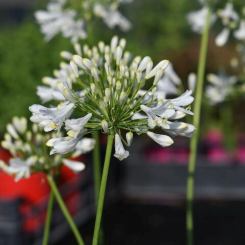 Agapanthus "Polar Ice"