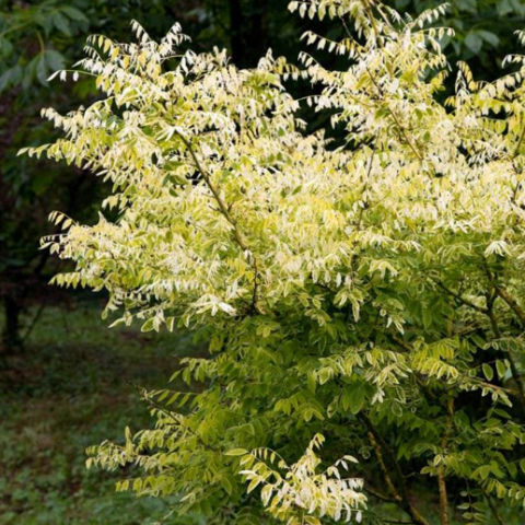 Sophora japonica "Flaviramea"