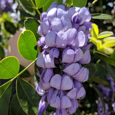 Sophora secundiflora