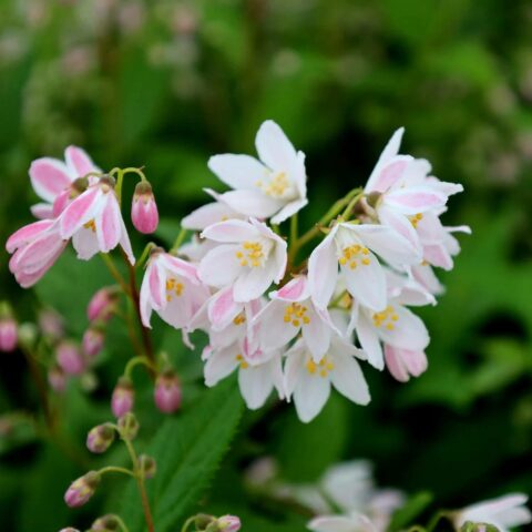 Deutzia "Yuki Cherry Blossom"