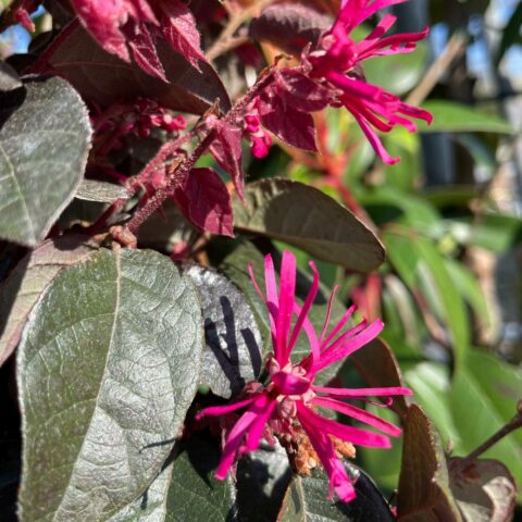 Loropetalum chinense "Fede"
