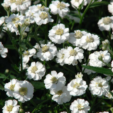 Achillea ptarmica "The Pearl"