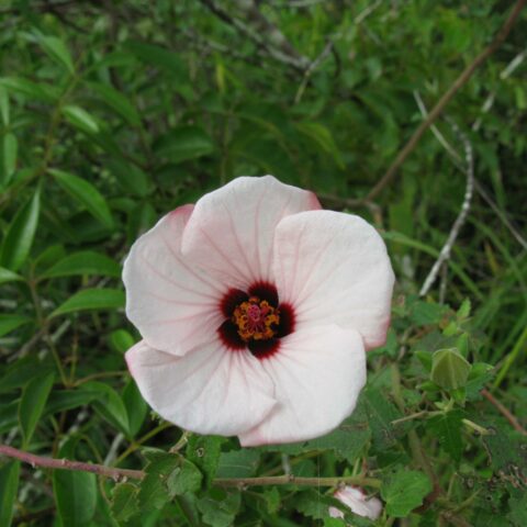 Pavonia hastata