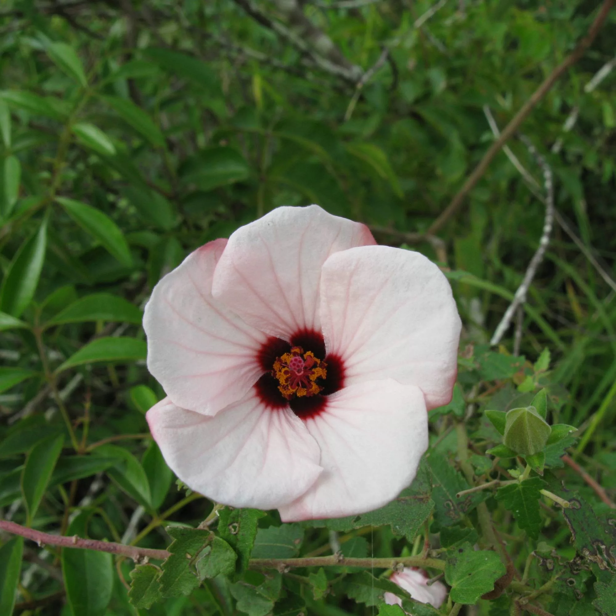 Pavonia hastata