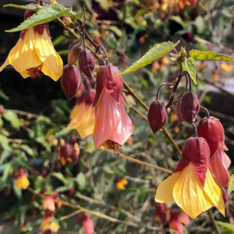 Abutilon "Kentish Belle"