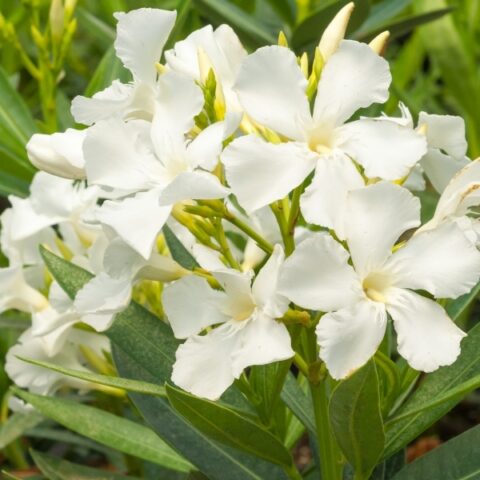 Nerium oleander "Soeur Agns"
