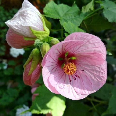 Abutilon "Pink Lady"