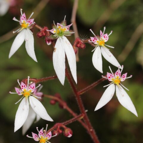 Saxifraga stolonifera