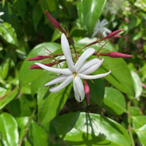 Jasminum nitidum