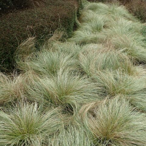 Carex comans "Frosted Curls"