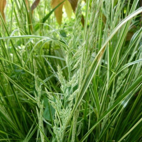 Calamagrostis x acutiflora "Overdam"