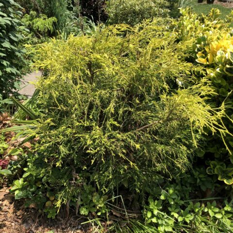 Chamaecyparis pisifera "Sungold"
