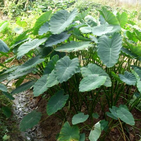 Colocasia esculenta