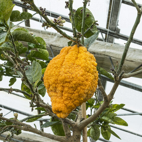 Cedro della Cina