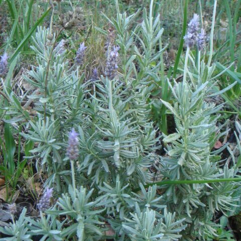Lavandula dentata "Candicans"