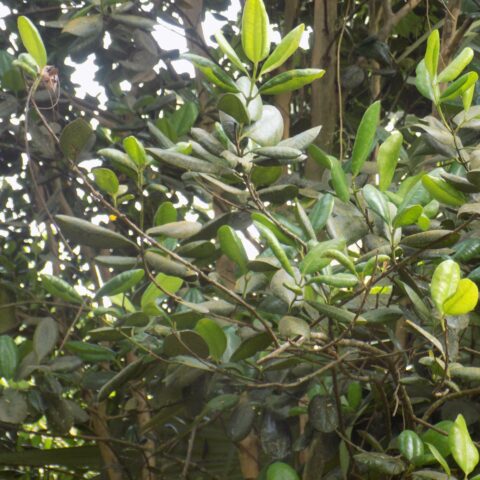 Pimenta racemosa