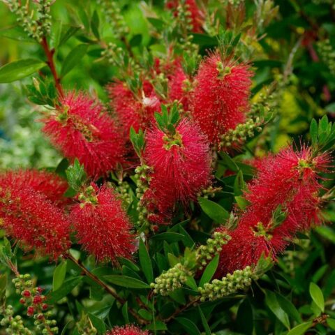 Callistemon "Captain Cook"