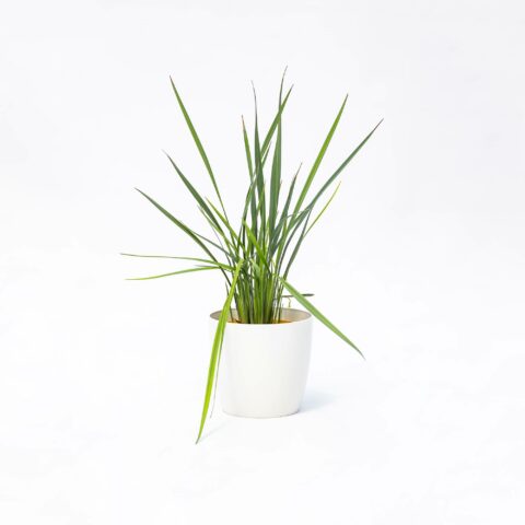 Dianella revoluta "Coolvista"