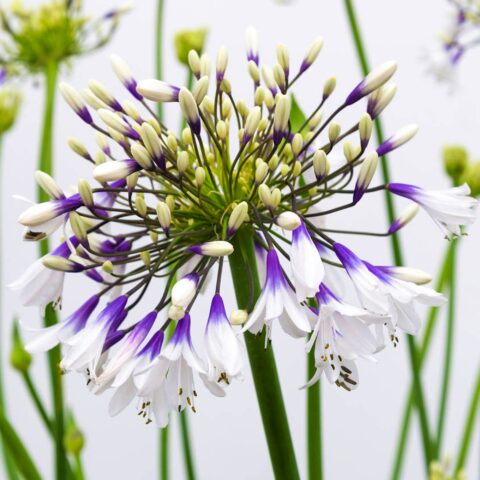 Agapanthus "Fireworks"
