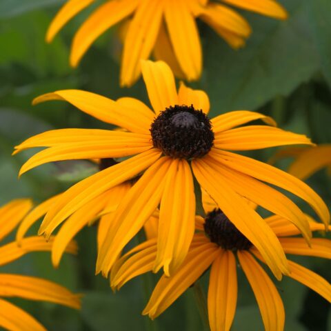 Rudbeckia fulgida var. sullivantii "Goldsturm"