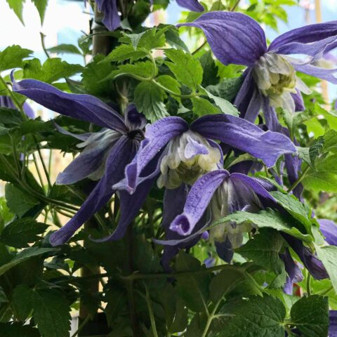 Clematis alpina "Jiska"