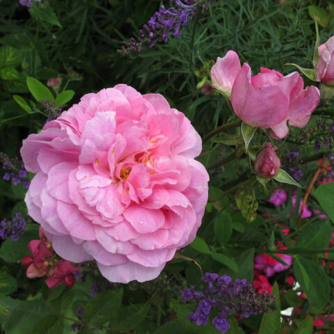 Mayflower