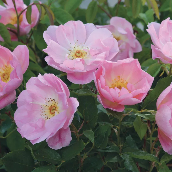 The Ladys Blush