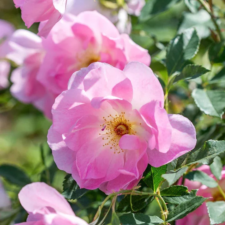 The Ladys Blush