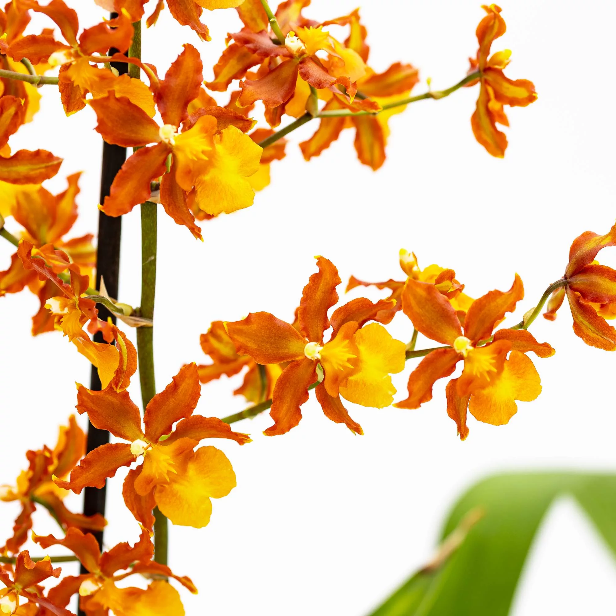 Orchidea Colmanara "Catatante"