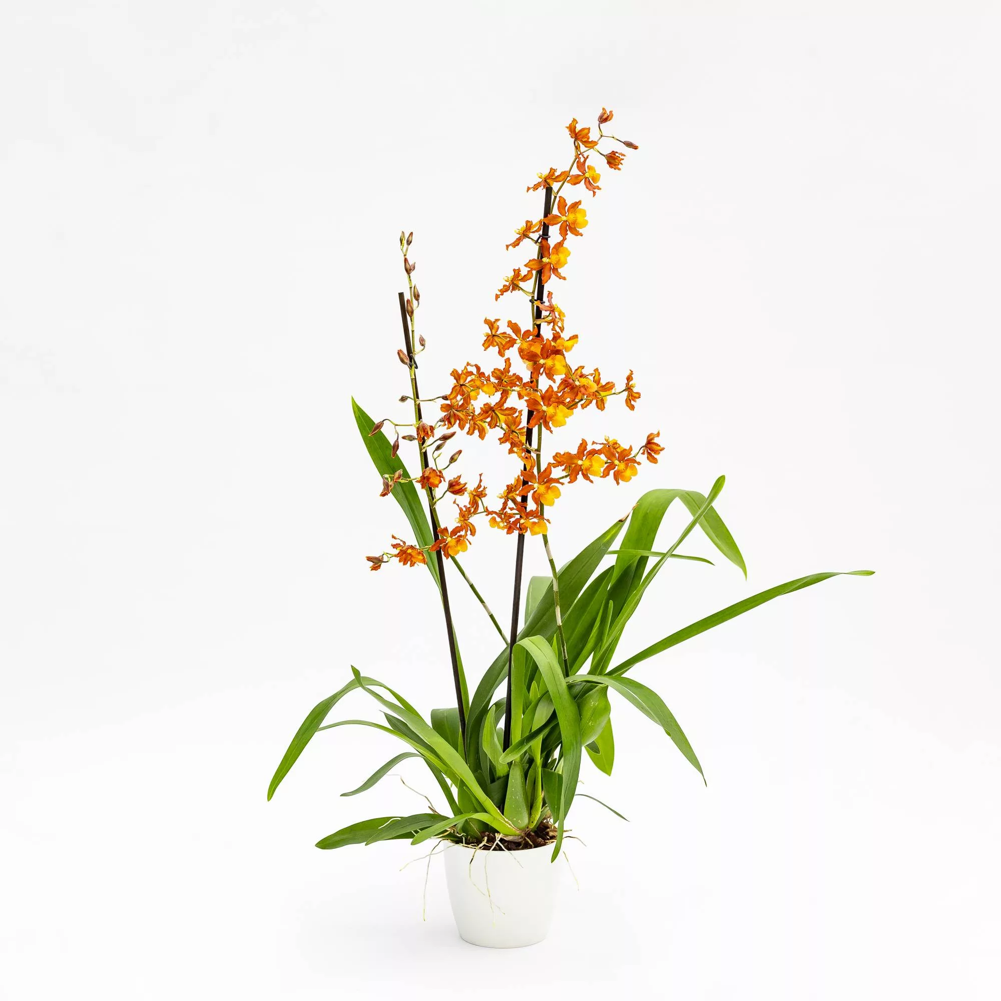 Orchidea Colmanara "Catatante"