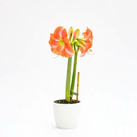 Amaryllis "Susan"