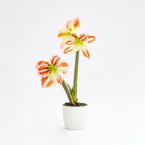 Amaryllis "Striped"